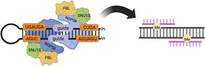 The roles of NOP56 in cancer and SCA36